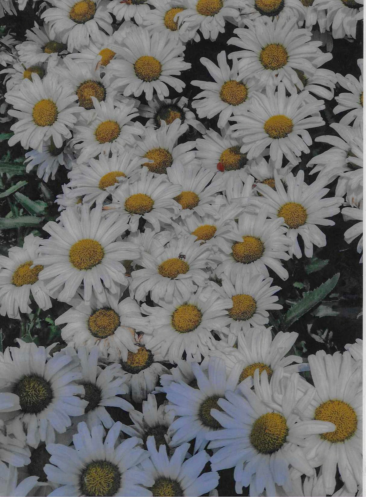 Daisies image 0